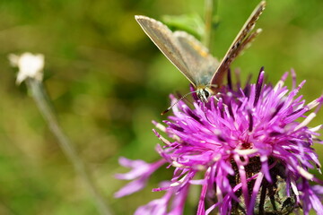 Macro photography of female polyommatus coridon (chalkhill blue butterfly) on pink thistle flower