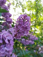 lilac flowers in the garden