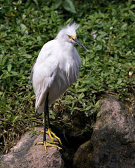 Snowy Egret Stock Photos.  Close-up profile view standing on moss rocks with foliage background, displaying white feathers, fluffy plumage, yellow in its environment and habitat. Image. Picture.