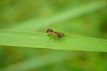 Macro photography of one single fly sitting on green leave