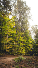 Fototapeta premium footpath in the forest