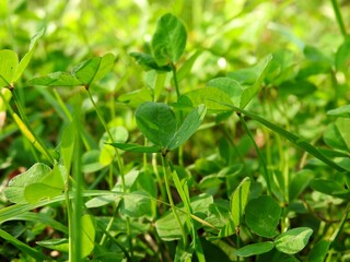 Beautiful landscape of autumn leaves in nature close up