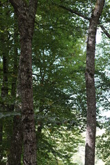 Fototapeta premium Beautiful green forest summer day