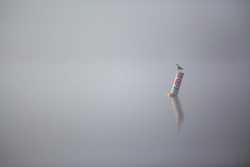 Photo of a lone gull sitting on no wake buoy in foggy lake.