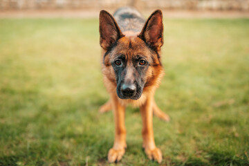 Portrait of a German shepherd. Purebred dog in park..