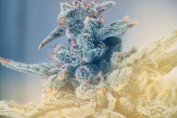 Marijuana bud close up. Fresh green weed In details. Indica flower. Pot green flower. Macro...