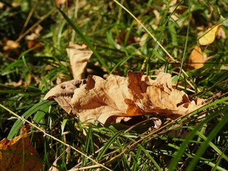 Beautiful landscape of autumn leaves in nature close up