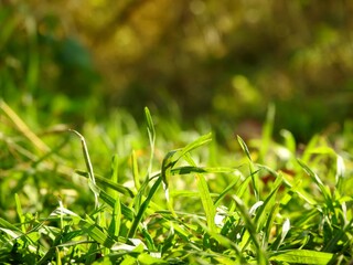 Beautiful landscape of autumn leaves in nature close up