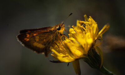 butterfly on flower