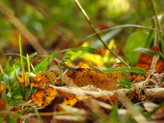 Beautiful landscape of autumn leaves in nature close up