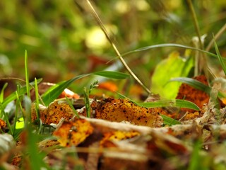 Beautiful landscape of autumn leaves in nature close up