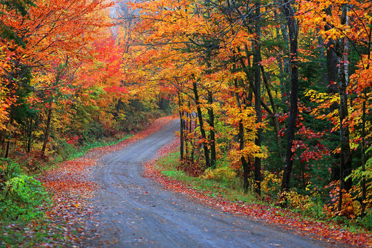 Colorful Maple trees along scenic forest trail

