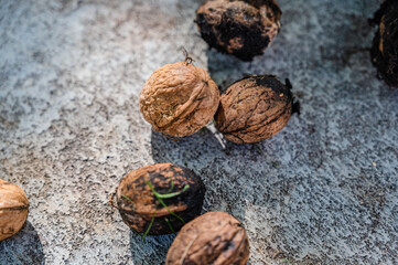 A top view closeup of fresh whole walnuts on the ground
