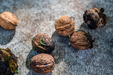 A top view closeup of fresh whole walnuts on the ground