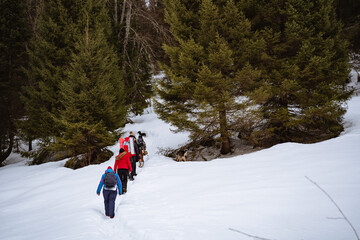 tourists go Hiking in winter with a backpack, winter trekking, Hiking in the snow, a group of tourists in the winter forest.