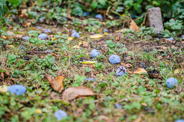 A low angle shot of a bunch of plums on the grass
