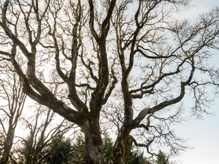 tree and sky