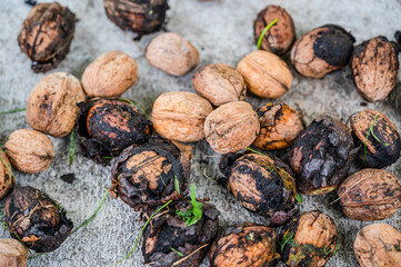 A top view closeup of fresh whole walnuts on the ground