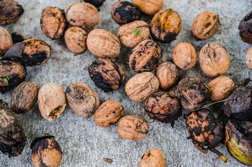 A top view closeup of fresh whole walnuts on the ground
