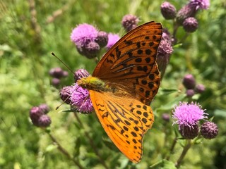 butterfly on flower