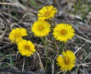 In nature, bloom early spring plant coltsfoot (Tussilago farfara)