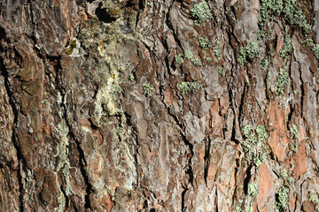 the texture of the bark