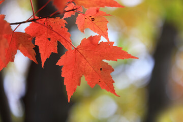 Close up shot of red Maple leaves
