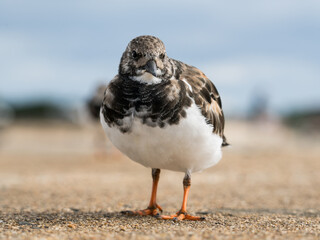 Steinwälzer Vogel Frankreich Wildlife Fotografie 