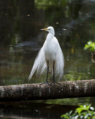 Great White Egret Stock Photo. Great White Egret perched on a log displaying beautiful white fluffy feathers plumage in its environment and surrounding.  Image. Portrait. Picture.
