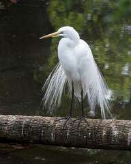 Great White Egret Stock Photo. Great White Egret perched on a log displaying beautiful white fluffy feathers plumage in its environment and habitat. Image. Portrait. Picture.