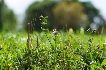 grass and flowers