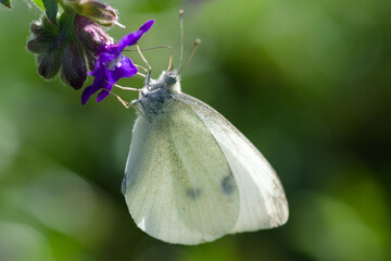white butterfly on a flower