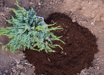transplanting a coniferous Bush from a pot into the ground.