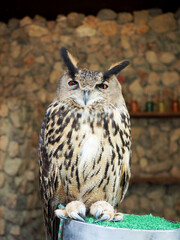 cute brown great horned owl standing with blurred old rock wall background