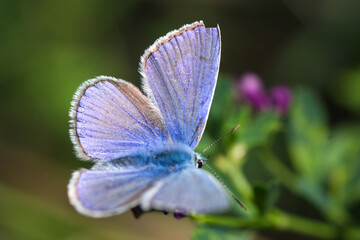butterfly on a flower