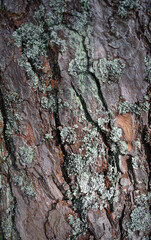the texture of the bark