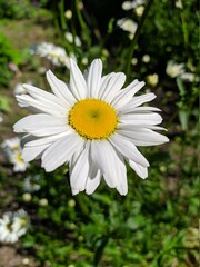 Fototapeta premium white daisy flower