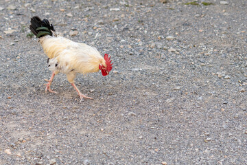 attractive health rooster