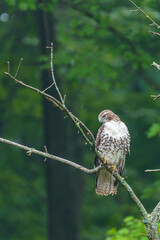 Hawk perched on tree branch in forest