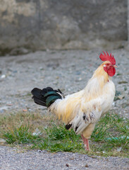 attractive health rooster