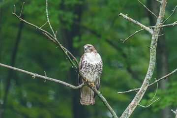 Hawk perched on tree branch in forest