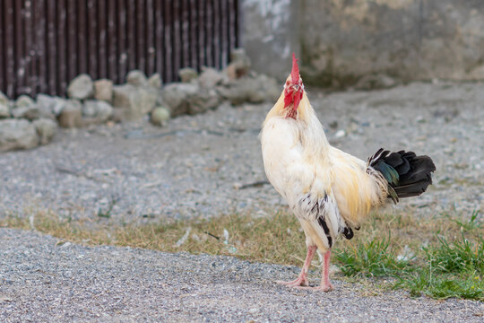 attractive health rooster