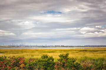 Fototapeta premium Tall grass field with and bushes over pond with nyc buildings in the background