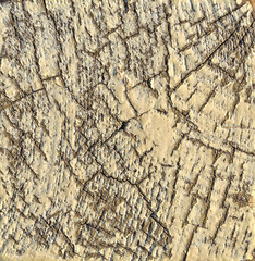 The end of the wood with remnants of old paint. Abstract natural wooden background.