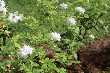Closeup of white flowers in garden