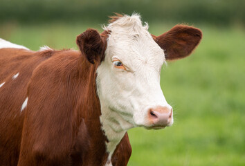 A close up photo of a brown and white Cow on a green background 
