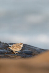 water and bird on the rocks