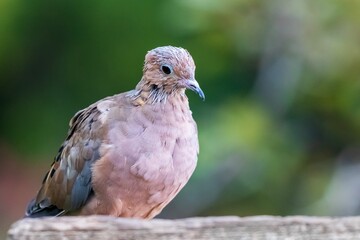 Male mourning dove sitting in a feeder