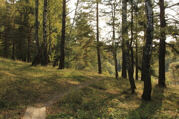 path in the forest