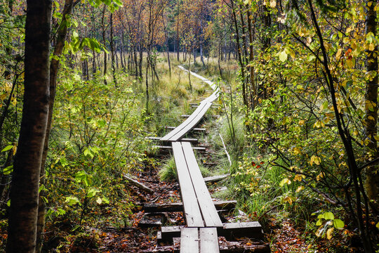 wooden plank trail in the forest 